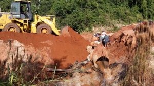 Trabajo capiibary